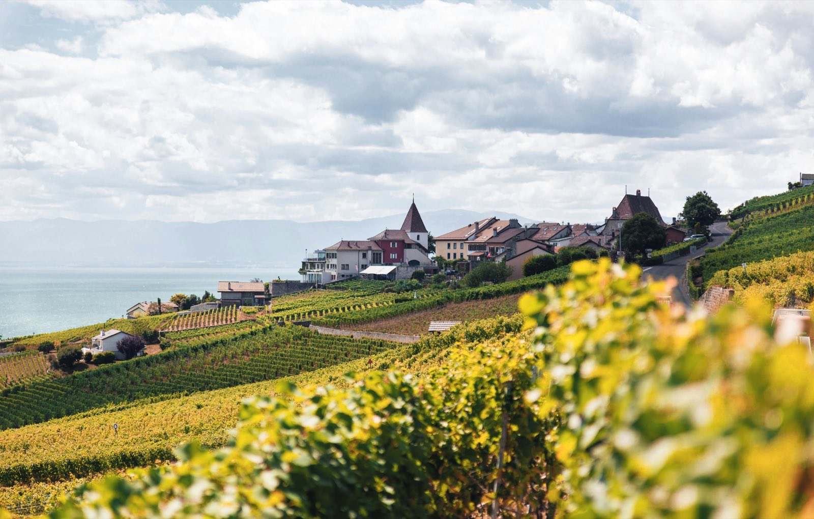 A Veuve du Vernay vineyard